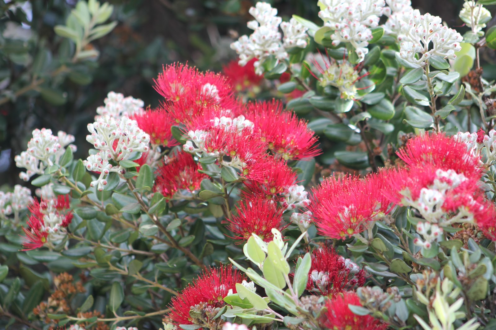 Pohutukawa near Orewa, Auckland, New Zealand Oldbear News